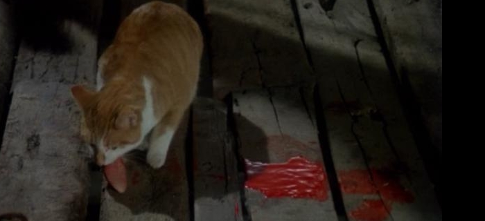 A Maldição dos Gatos (1977)