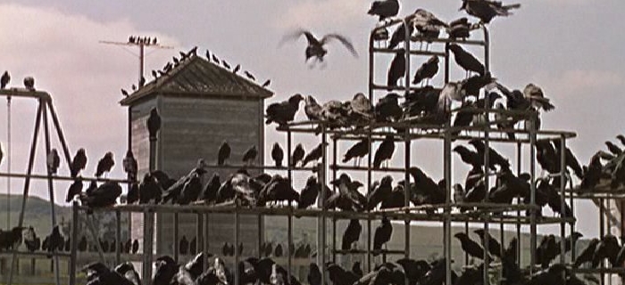 Os Pássaros (1963) (2)